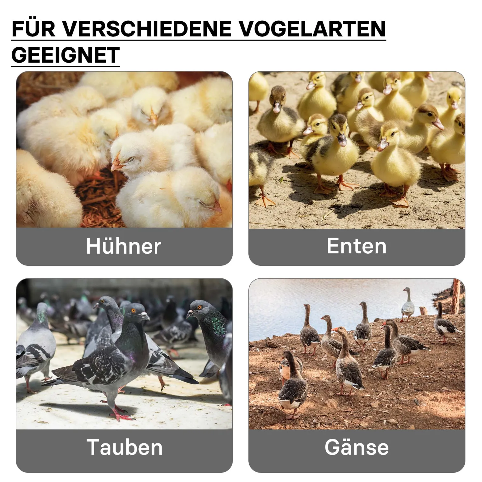 Fudajo 25x30cm Küken-Wärmeplatte mit Temperaturregler 20W Heizplatte für 15-20 Küken für Kunstbrut