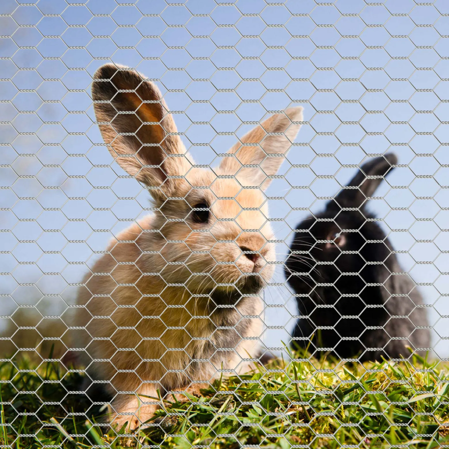Wiltec Volierendraht 5 x 0,5 m, Hasendraht mit 25 mm Maschenweite, Sechseckgeflecht Stahl verzinkt, wetterfester Hühnerdraht für Gehege